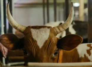 Corrida, il Parlamento europeo blocca le sovvenzioni